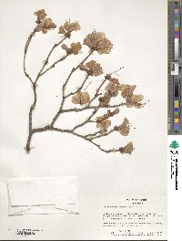 Rhododendron mucronulatum image