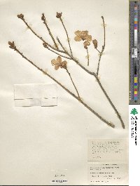 Rhododendron mucronulatum image