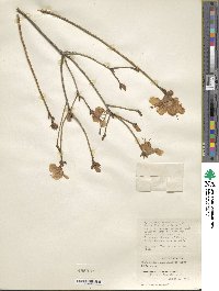 Rhododendron mucronulatum image