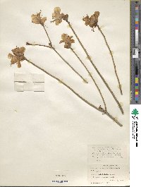 Rhododendron mucronulatum image