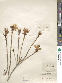 Rhododendron mucronulatum image