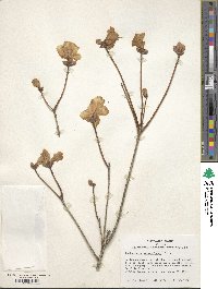 Rhododendron mucronulatum image