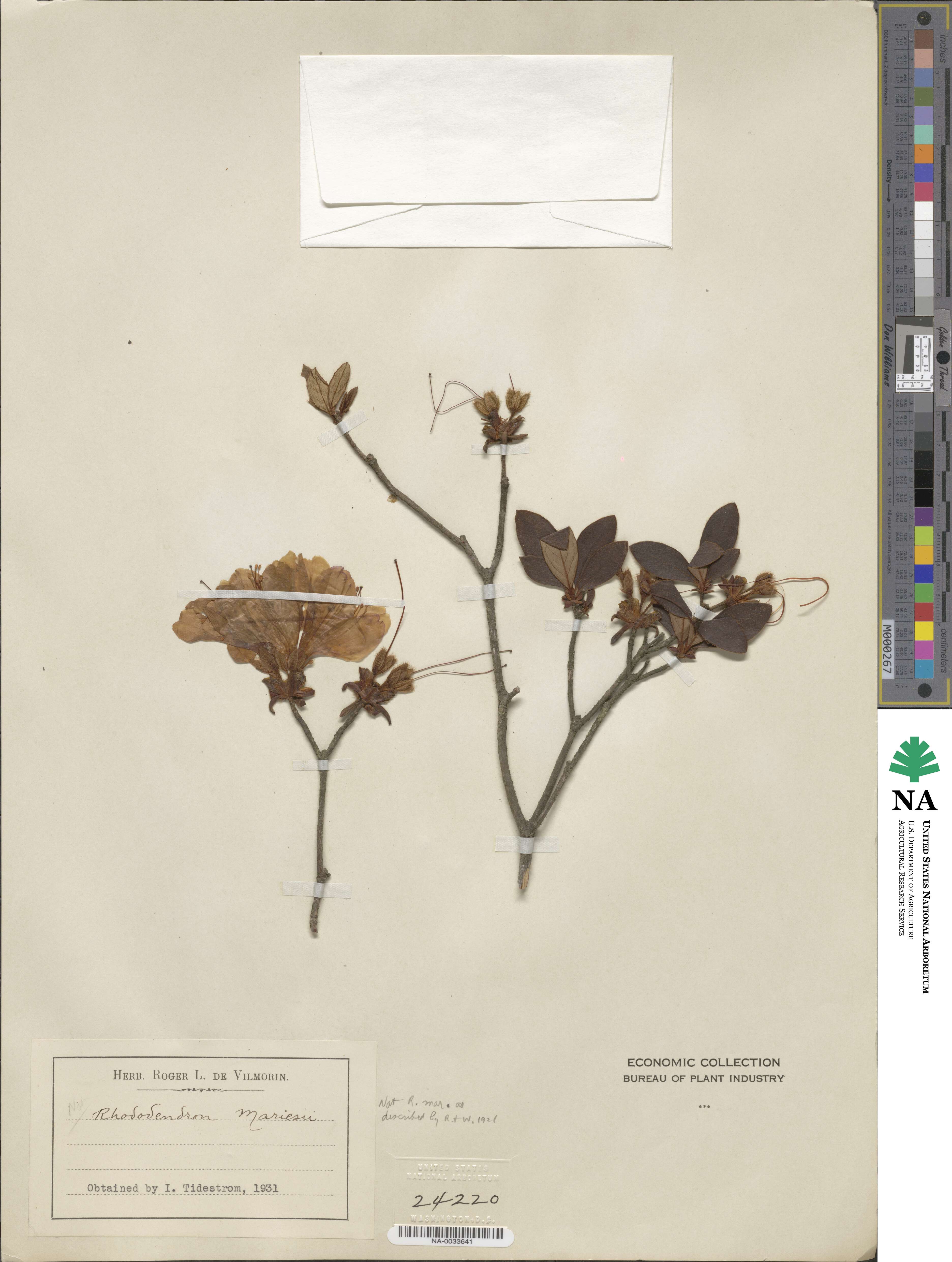 Rhododendron mariesii image