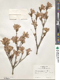 Rhododendron mariesii image