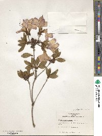 Rhododendron mariesii image