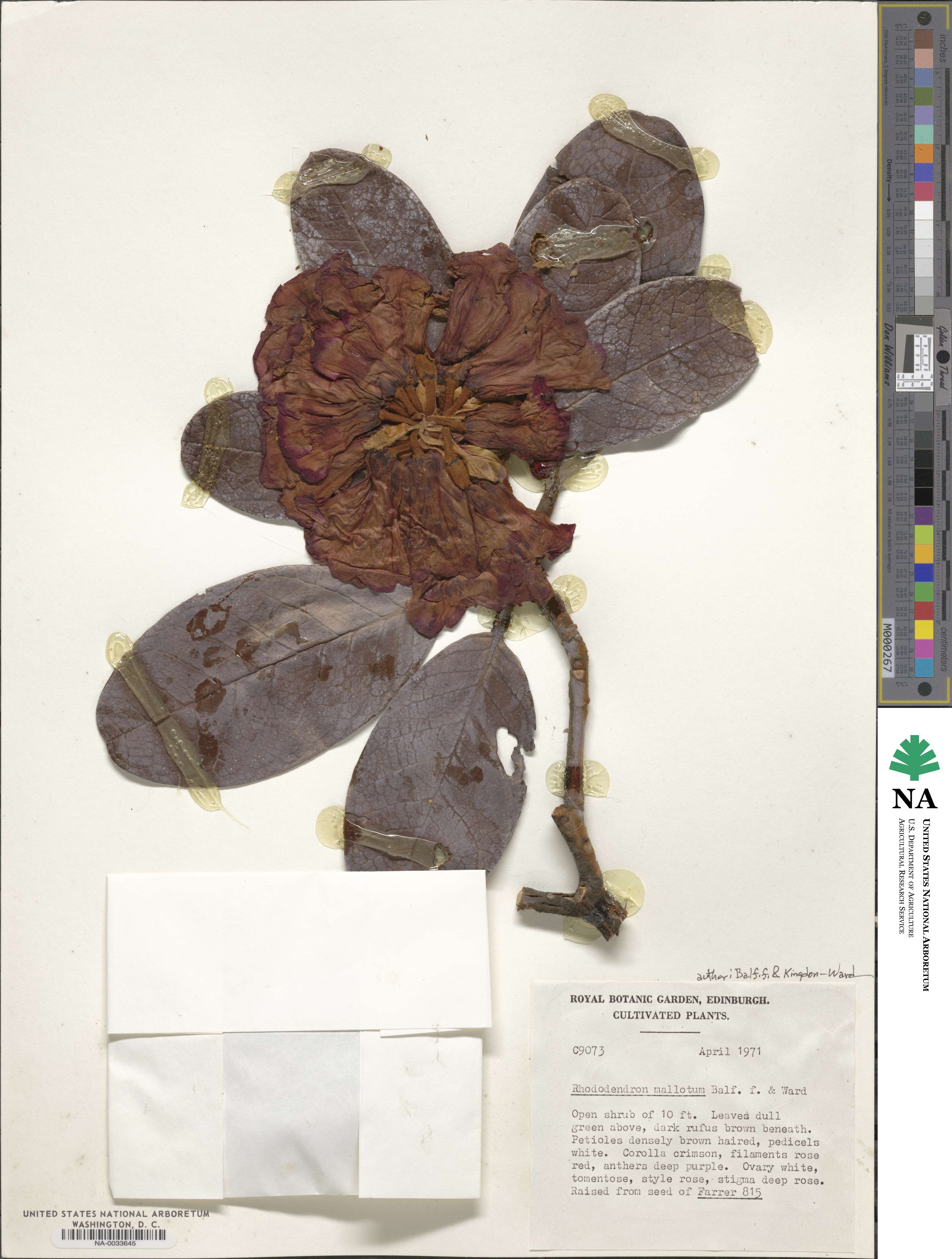 Rhododendron mallotum image
