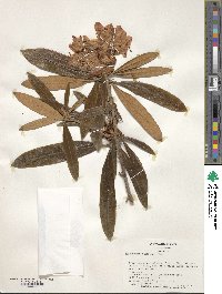 Rhododendron makinoi image