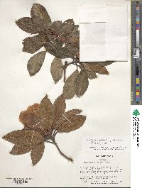 Rhododendron crassum image