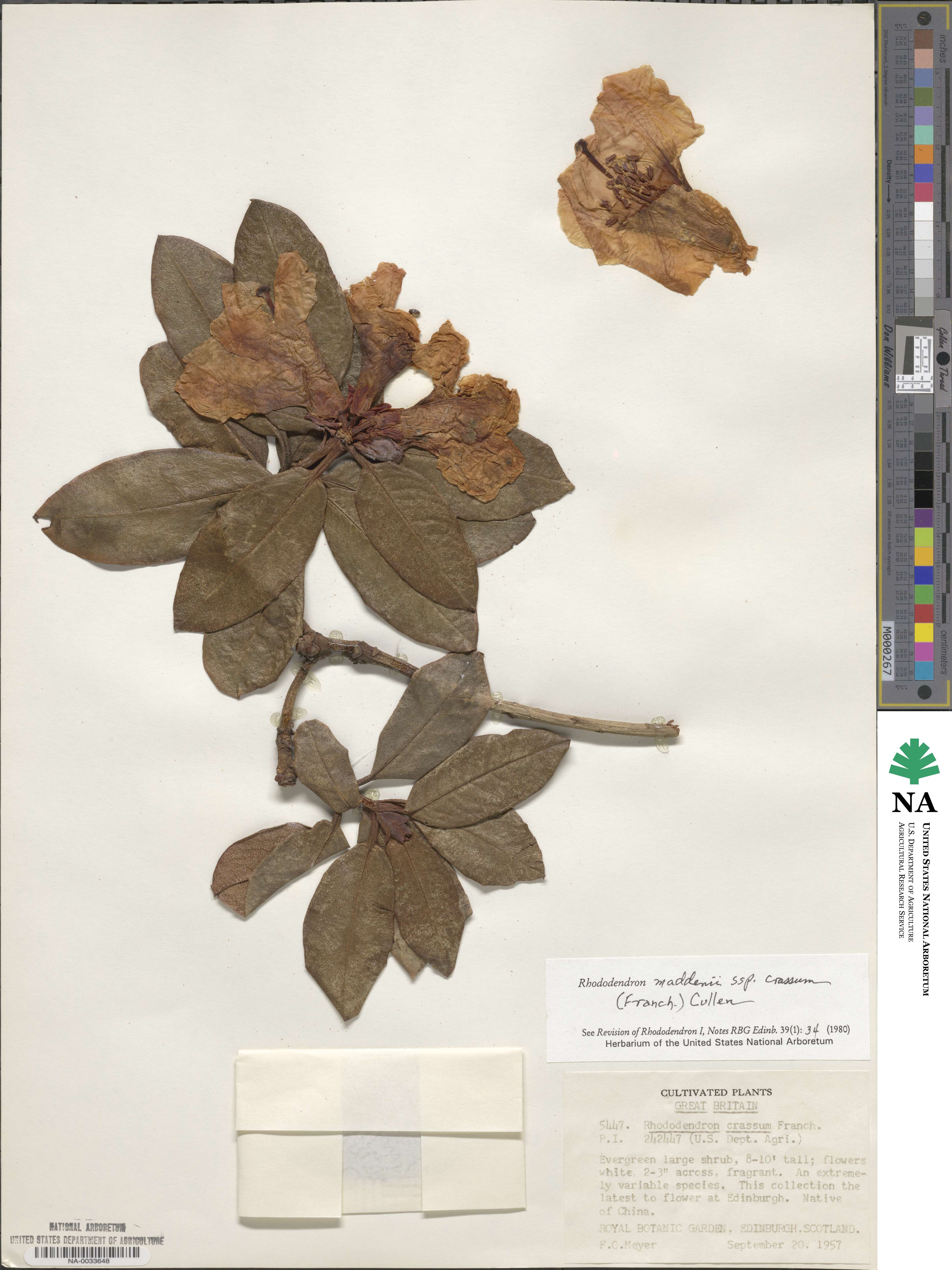 Rhododendron crassum image