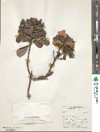 Rhododendron leucaspis image