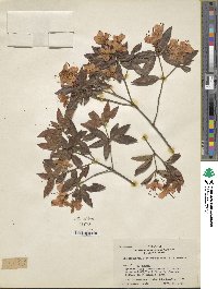 Rhododendron leptothrium image