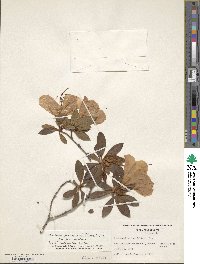 Rhododendron mucronulatum image