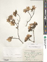 Rhododendron dauricum image