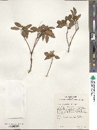 Rhododendron dauricum image