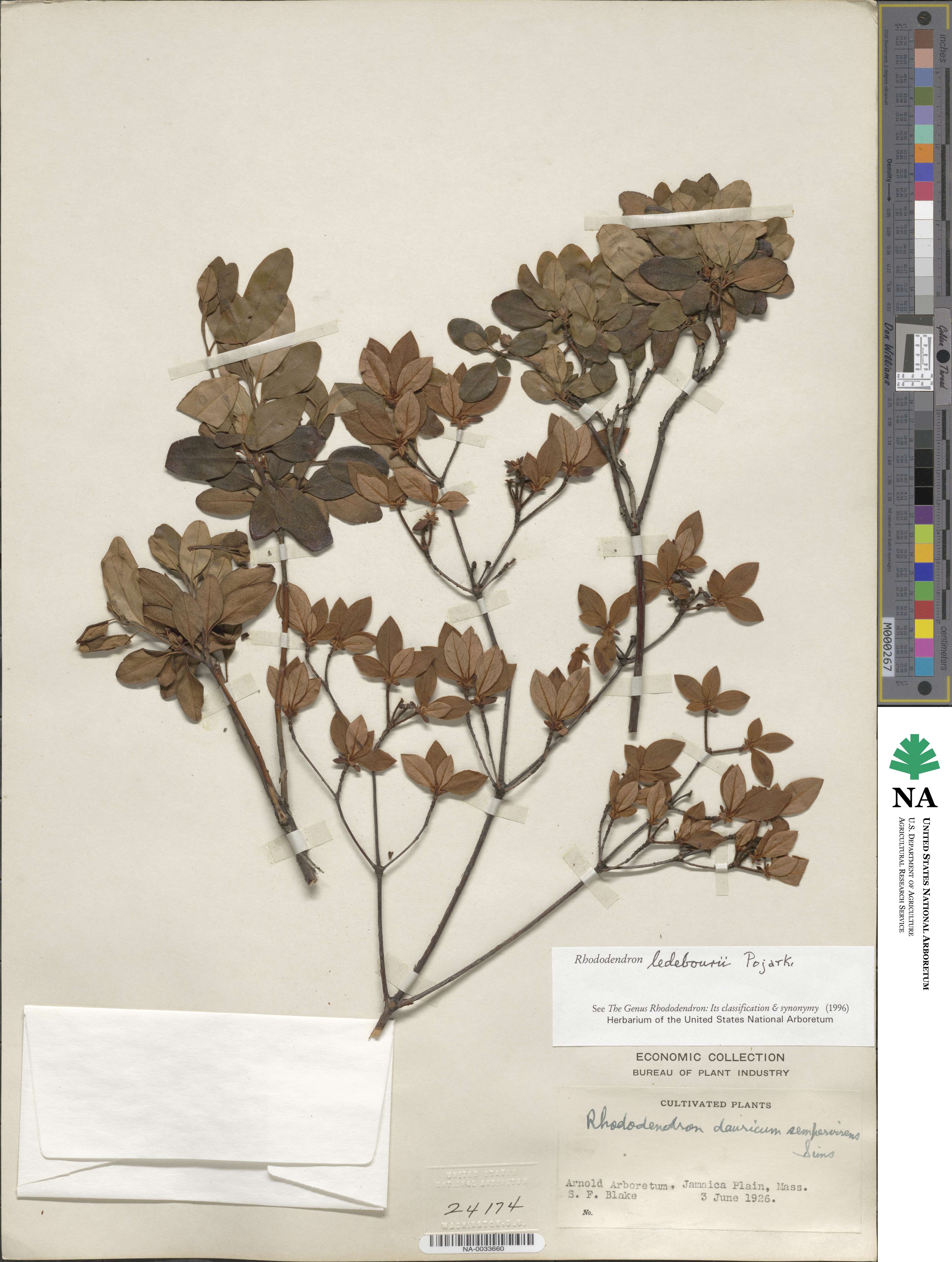 Rhododendron dauricum image