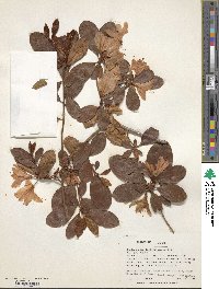 Rhododendron lasiostylum image