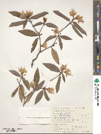 Rhododendron keiskei image