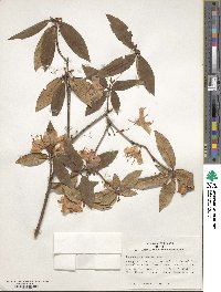 Rhododendron keiskei image