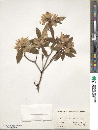 Rhododendron keiskei image