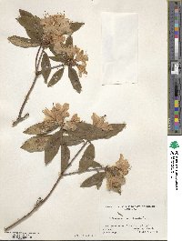 Rhododendron keiskei image