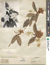 Rhododendron keiskei image