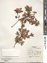 Rhododendron indicum image