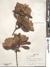 Rhododendron indicum image