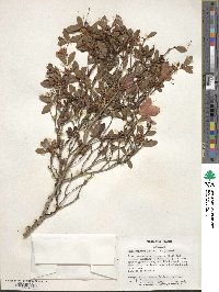 Rhododendron indicum image