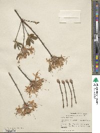 Rhododendron periclymenoides image