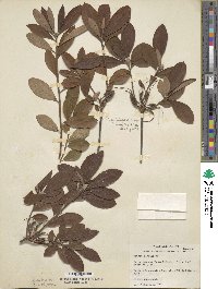 Rhododendron periclymenoides image