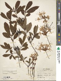 Rhododendron periclymenoides image