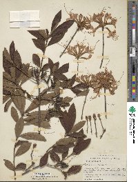 Rhododendron periclymenoides image
