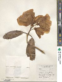 Rhododendron griffithianum image