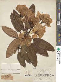 Rhododendron griffithianum image