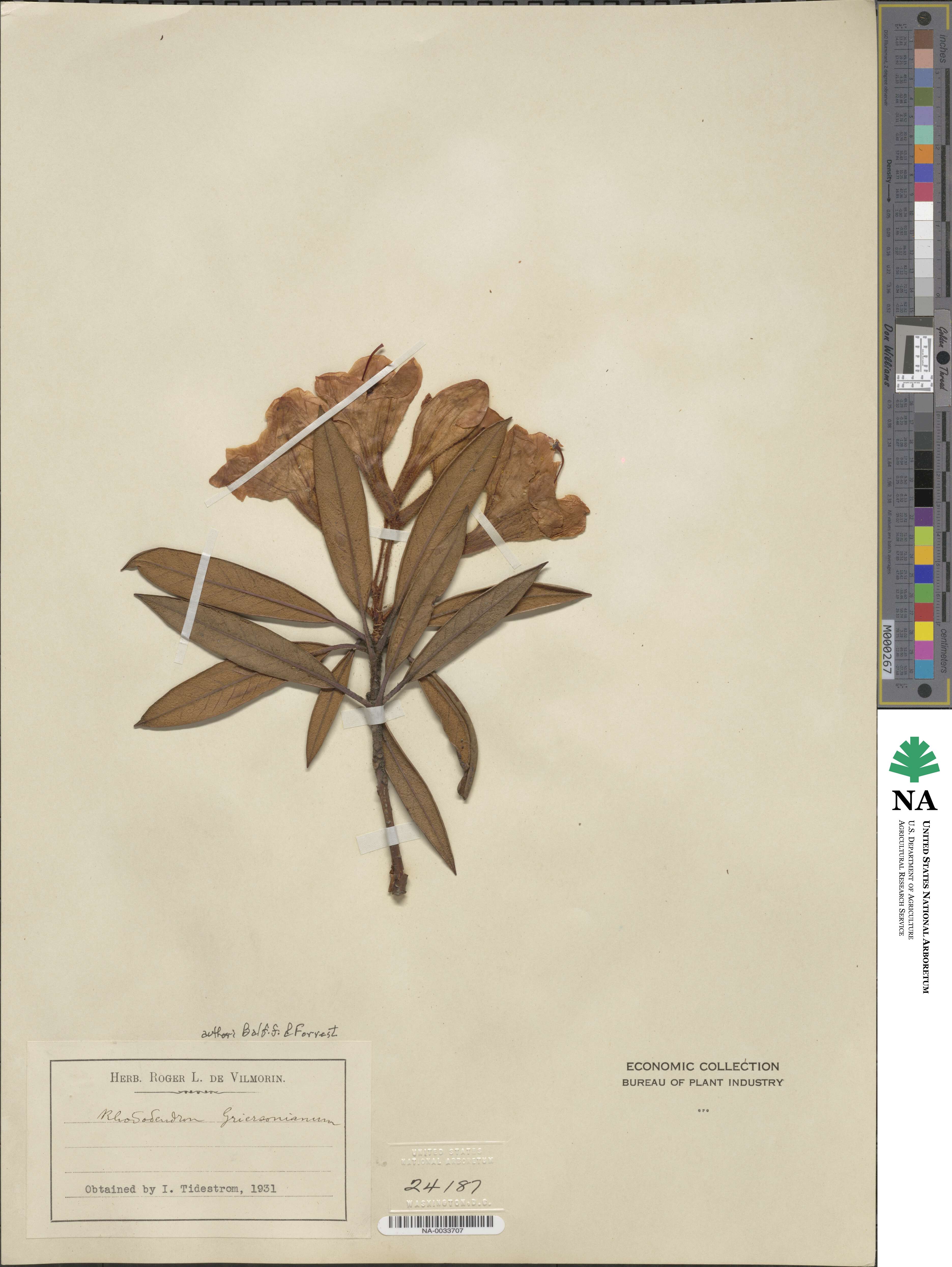 Rhododendron griersonianum image