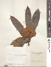 Rhododendron glischrum image