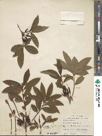 Rhododendron periclymenoides image