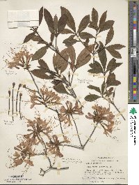 Rhododendron periclymenoides image