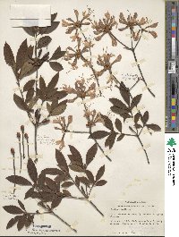 Rhododendron periclymenoides image