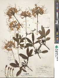 Rhododendron periclymenoides image