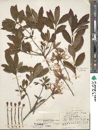 Rhododendron periclymenoides image