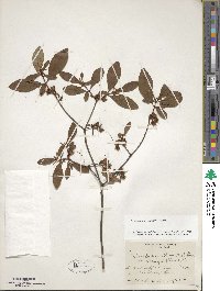 Rhododendron kaempferi image