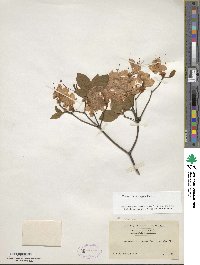 Rhododendron kaempferi image