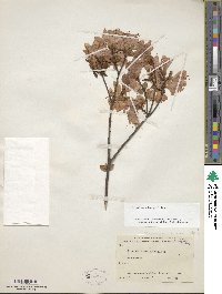 Rhododendron kaempferi image