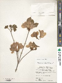 Rhododendron kaempferi image