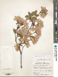 Rhododendron kaempferi image