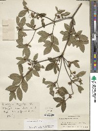 Rhododendron kaempferi image