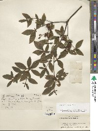 Rhododendron kaempferi image