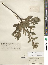 Rhododendron kaempferi image