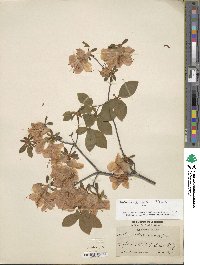 Rhododendron kaempferi image